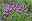 Lavendel Arten Schopflavendel