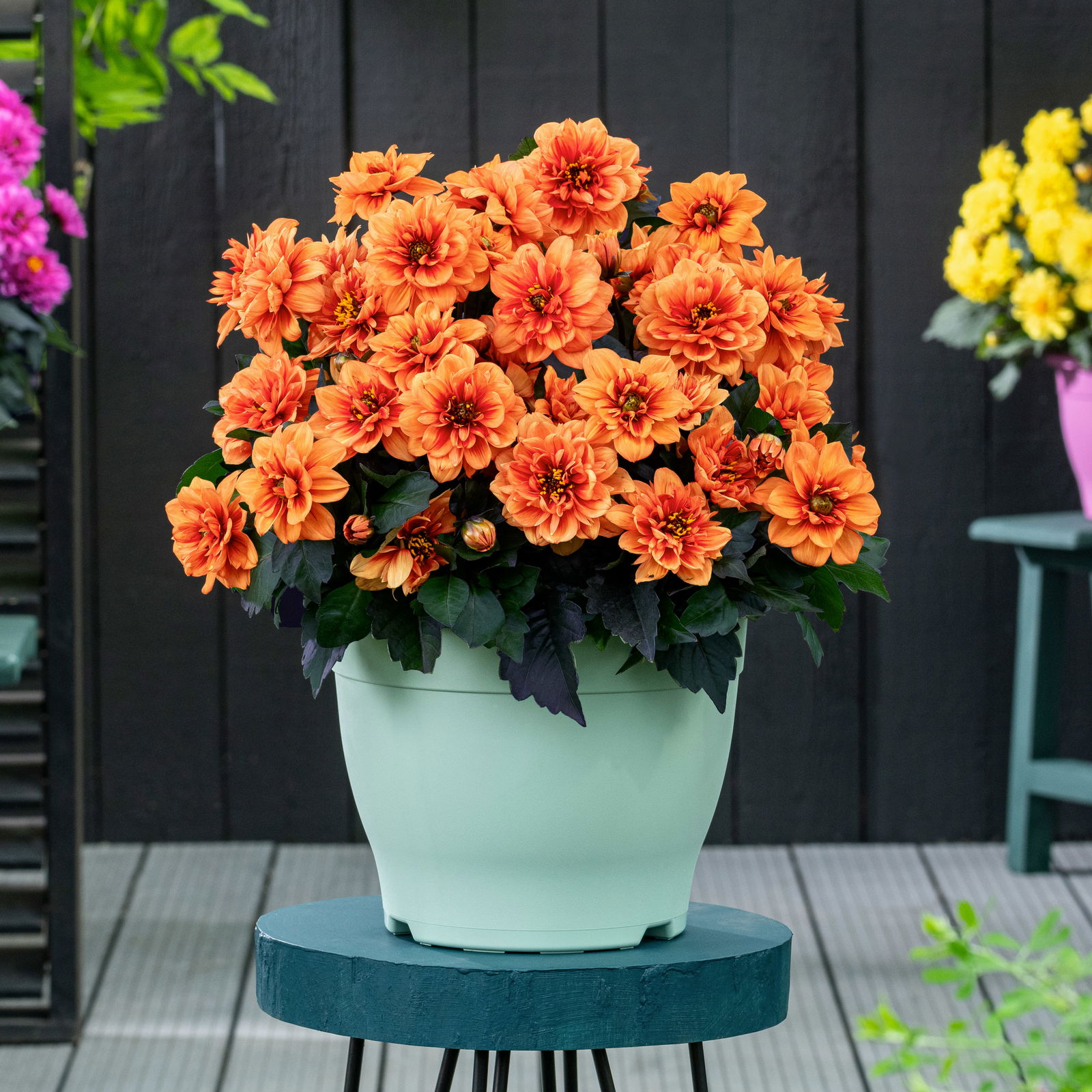 Dahlie, orange, gefüllt, dunkellaubig, Topf-Ø 22 cm