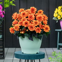 Dahlie, orange, gefüllt, dunkellaubig, Topf-Ø 22 cm