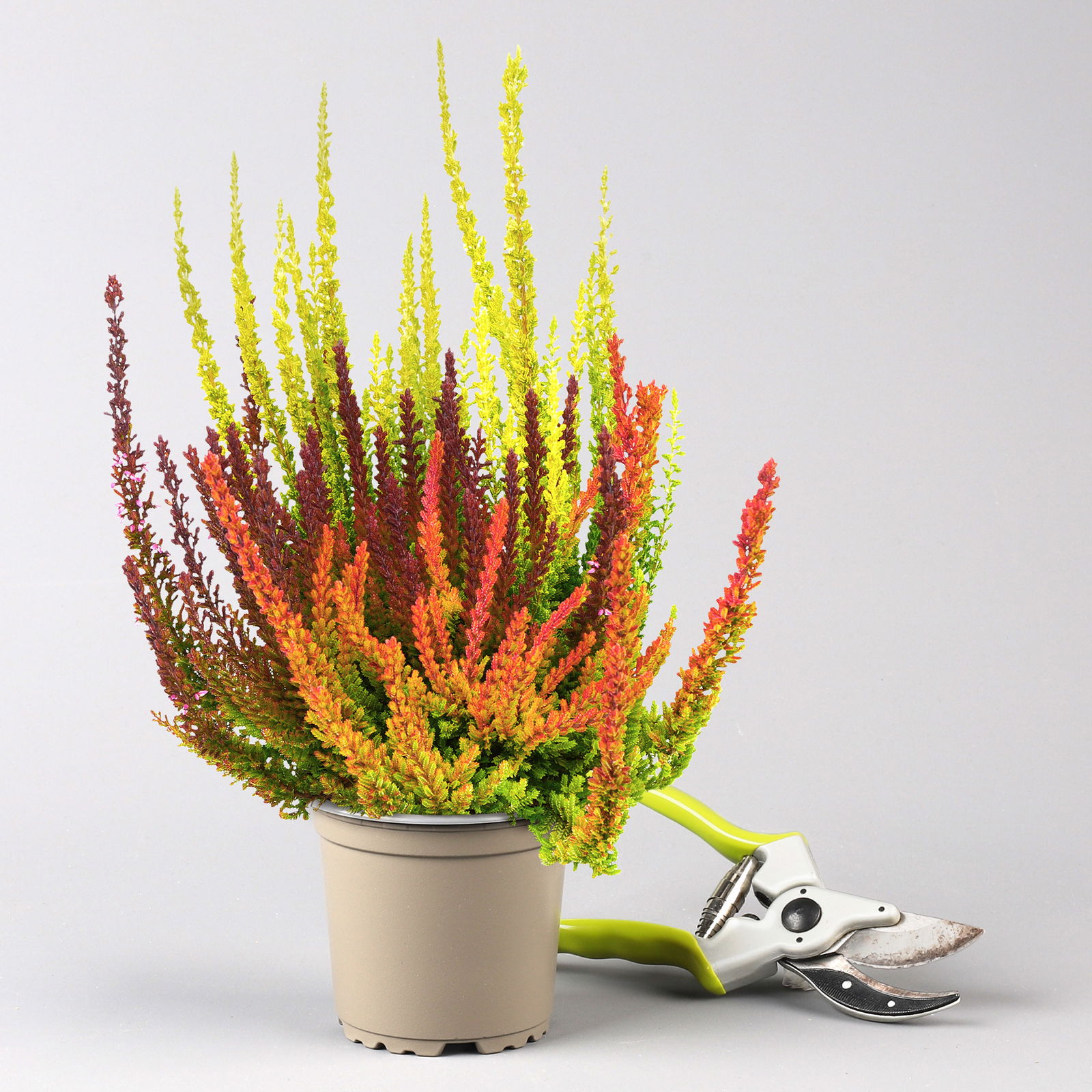 Herbstpflanzenset 'Indian Summer' rot-lila-orange, Topf-Ø 10,5 cm Ø, 6er-Set