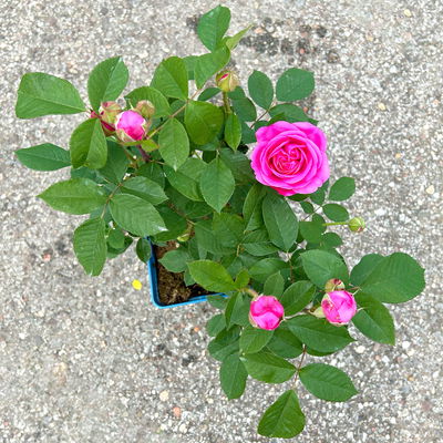 Englische Rose 'Gertrude Jekyll' (Ausbord) David Austin, rosa, Topf 5 Liter