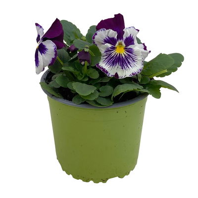 Stiefmütterchen Cats®, lilablau-weiß, Topf-Ø 13 cm, 6 Pflanzen