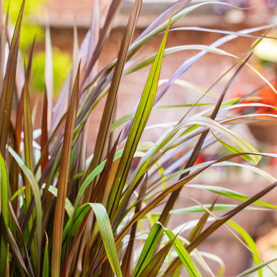 Lampenputzergras 'Vertigo',dunkellaubig, Topf-Ø 19 cm, 2 Stück Lampenputzergras 'Vertigo',dunkellaubig, Topf-Ø 19 cm, 2 Stück