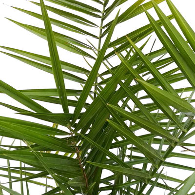 Dattelpalme, Topf-Ø 18 cm, Höhe ca. 70 cm Dattelpalme, Topf-Ø 18 cm, Höhe ca. 70 cm