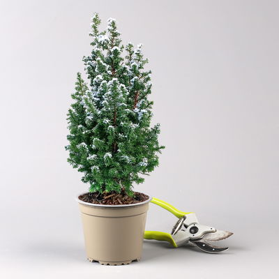 Pflanzenkreation Zauberhafter Winter, 8 Pflanzen + Lichterkette + Erde Pflanzenkreation Zauberhafter Winter, 8 Pflanzen + Lichterkette + Erde