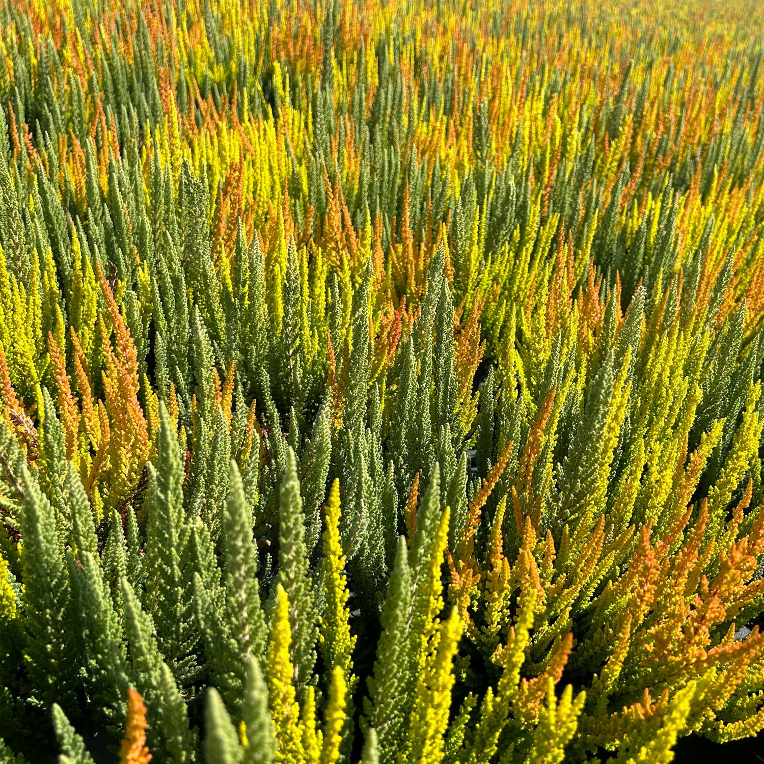 Calluna 'SKYLINE® Trio', gelb-orange-mint, Topf-Ø 13 cm, 3 Pflanzen