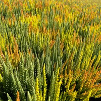 Calluna 'SKYLINE® Trio', gelb-orange-mint, Topf-Ø 13 cm, 3 Pflanzen