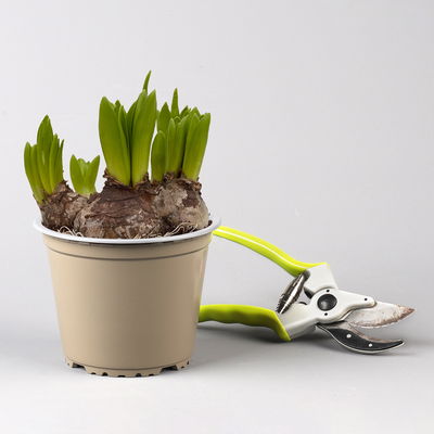 Hyazinthe, weiß, vorgetrieben, mehrblütig, Topf-Ø 14 cm, 3 Pflanzen