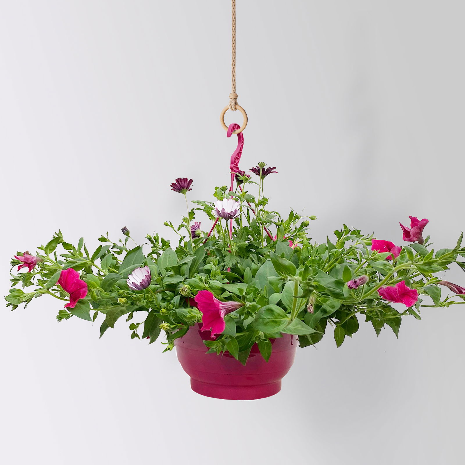 gemischte Sommerblumen-Ampel, Farbe/n nach Verfügbarkeit, Ampeltopf-Ø 25/27 cm