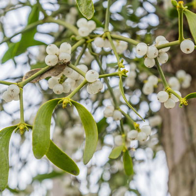 Misteln Handbund, natur, 5 Bund