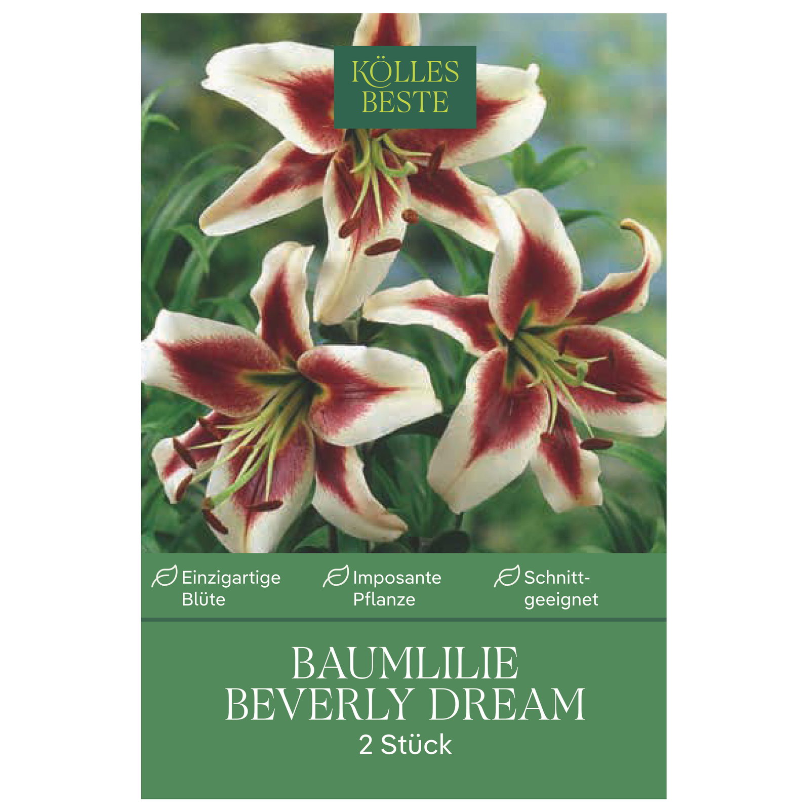Kölles Beste Baumlilie 'Beverly Dream', 2 Blumenknollen
