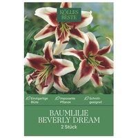 Kölles Beste Baumlilie 'Beverly Dream', 2 Blumenknollen