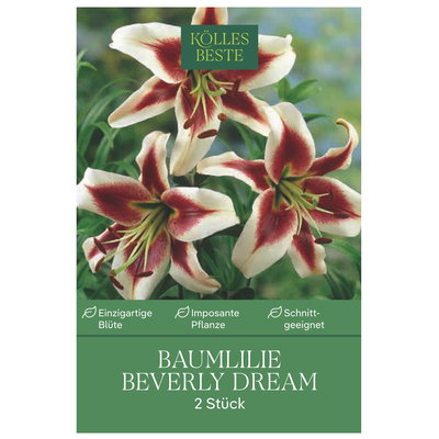 Kölles Beste Baumlilie 'Beverly Dream', 2 Blumenknollen