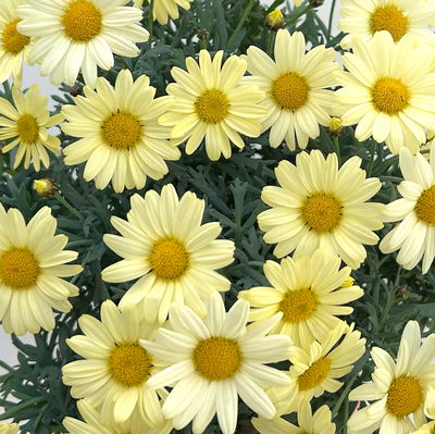 Margerite, gelb, Topf-Ø 14/15 cm, 3 Pflanzen Margerite, gelb, Topf-Ø 14/15 cm, 3 Pflanzen