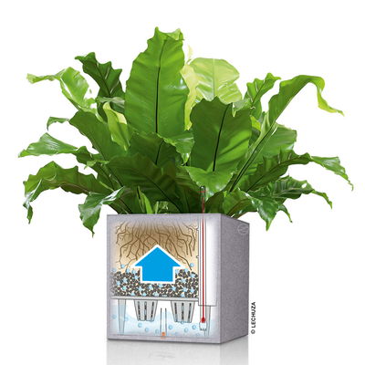 Lechuza 'Canto Stone 30 low', sandbeige, ca. 30 x 30 x H 30 cm