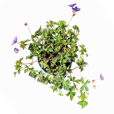 Kölles Beste Storchschnabel 'Rozanne®' blau, 3 Liter Topf Kölles Beste Storchschnabel 'Rozanne®' blau, 3 Liter Topf