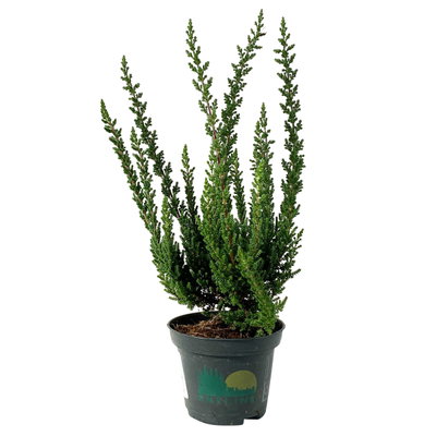 Besenheide SKYLINE®, Mischung zufällig, Topf-Ø 6,5 cm, 12 Pflanzen Besenheide SKYLINE®, Mischung zufällig, Topf-Ø 6,5 cm, 12 Pflanzen