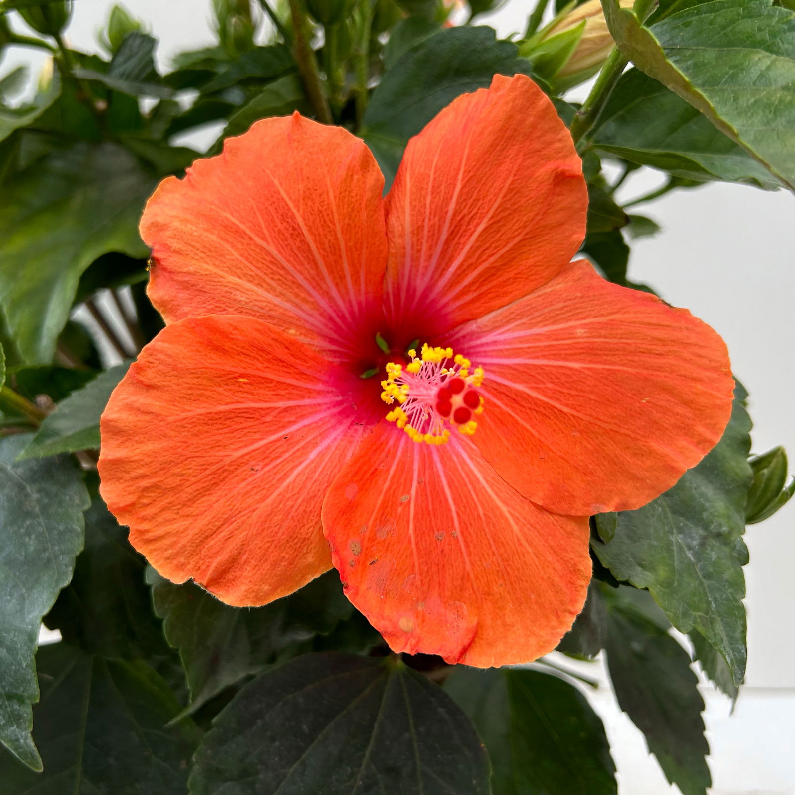 Hibiskus orange, Busch, Topf-Ø 21 cm, Höhe ca. 50 cm