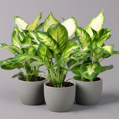 Dieffenbachie 'Camilla', Topf-Ø12cm, Höhe ca. 25 cm, 3er-Set