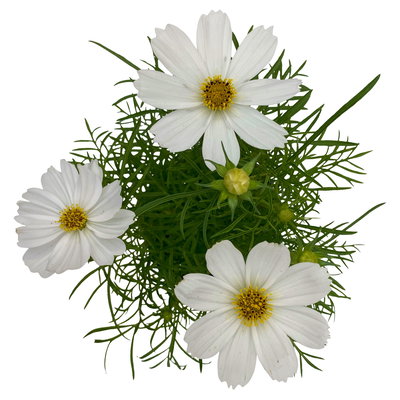 Cosmea, Farben zufällig, Topf-Ø 12 cm, Höhe ca. 25 cm, 6 Pflanzen