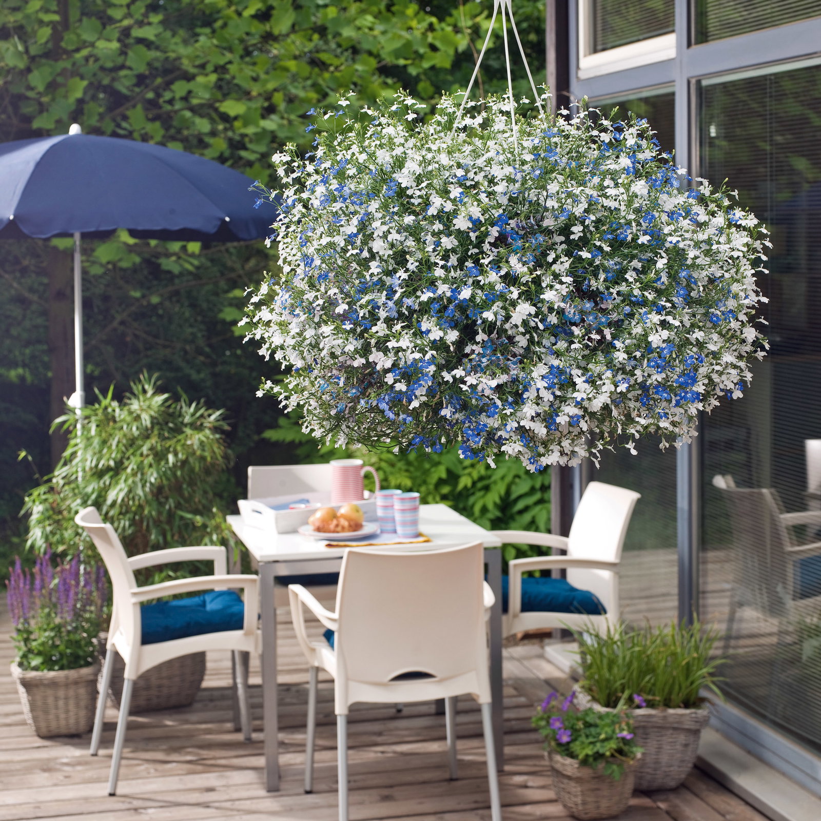 Männertreu 'mehrfarbig', hängend, blau-weiß, Topf-Ø 12 cm, 6 Pflanzen