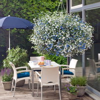 Männertreu 'mehrfarbig', hängend, blau-weiß, Topf-Ø 12 cm, 6 Pflanzen