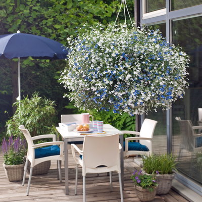 Männertreu 'mehrfarbig', hängend, blau-weiß, Topf-Ø 12 cm, 6 Pflanzen