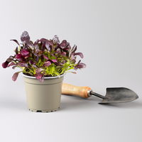 Kölle Bio Asia-Salat 'Garnet Giant', Topf-Ø 12 cm