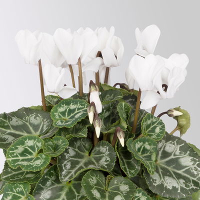 Alpenveilchen 'Outland', Farben zufällig, Topf-Ø 10,5/11 cm, 6 Pflanzen