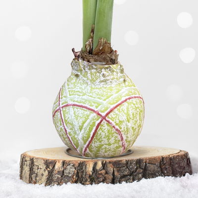 Amaryllis in Wachs, Dekor 'Red Joy', Farbe zufällig, Blüte rot, 2 Pflanzen