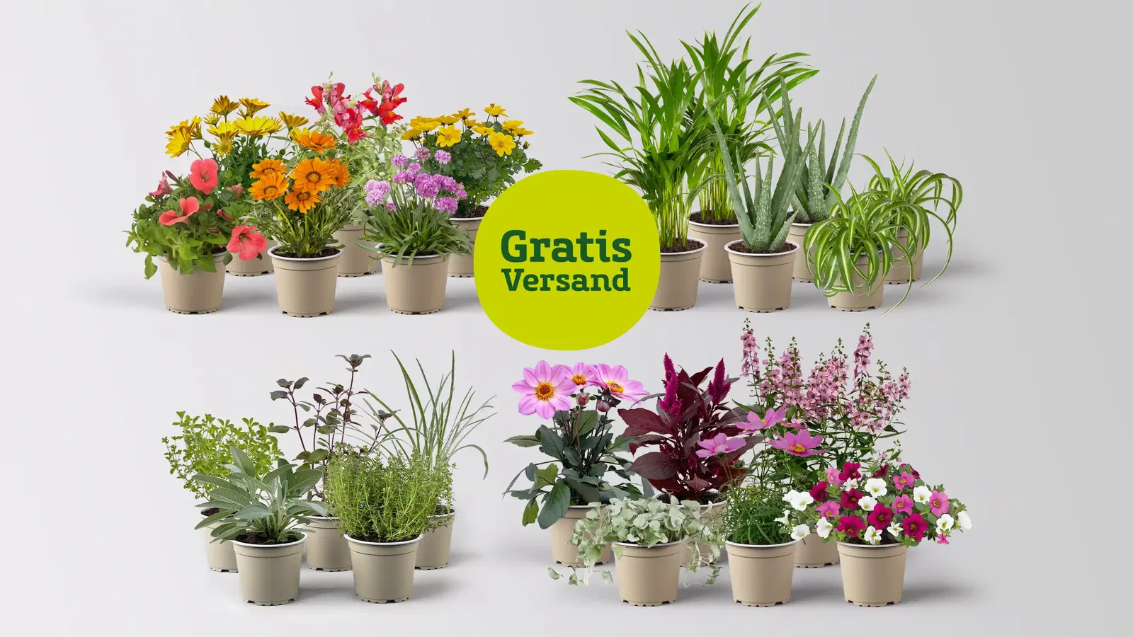 Vier verschiedene Pflanzen-Sets zum Thema Kräuter, Balkonpflanzen, Zimmerpflanzen mit dem Hinweis auf gratis Versand