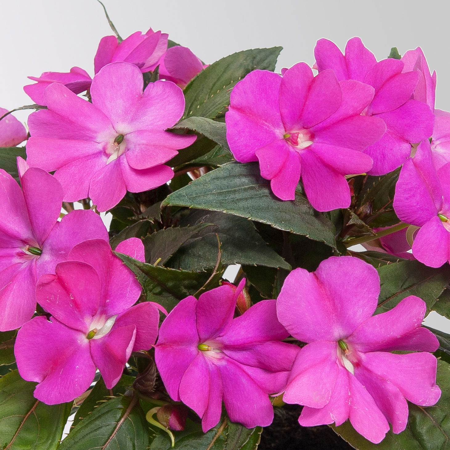Edellieschen, lila, Topf-Ø 12 cm, 6 Pflanzen