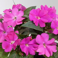 Edellieschen, lila, Topf-Ø 12 cm, 6 Pflanzen
