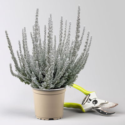 Pflanzenkreation Vorweihnachtszeit, 8 Pflanzen + Lichterkette + Erde