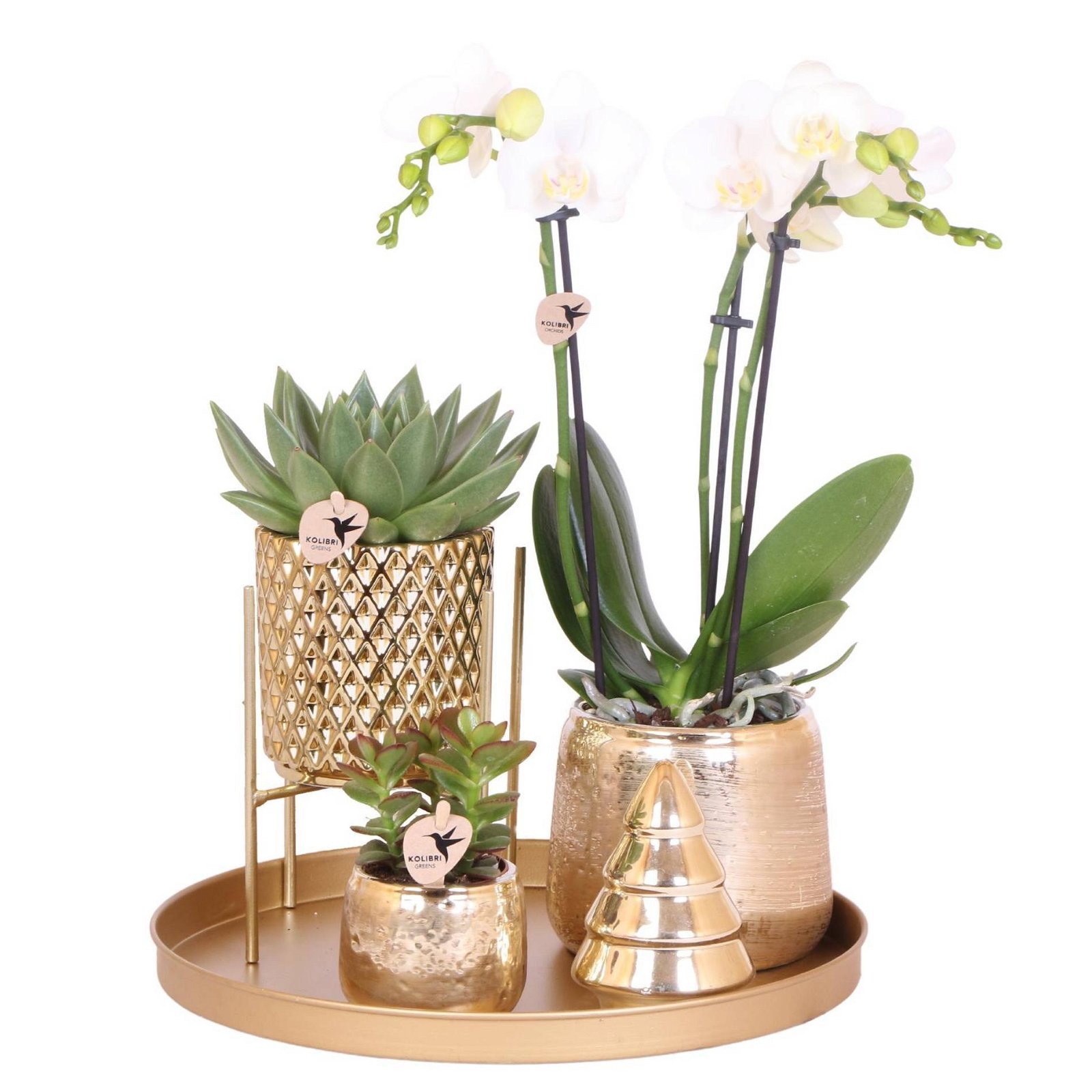 Geschenkset Orchidee & Sukkulente, gold, inkl. Übertöpfen, Figur und Tablett