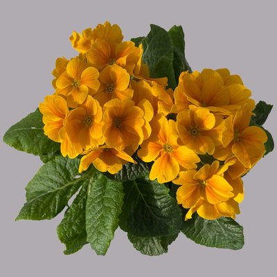 Hohe Schlüsselblume 'Inara® Orange', dunkelgelb/orange, Topf-Ø 13 cm, 6 Pflanzen Hohe Schlüsselblume 'Inara® Orange', dunkelgelb/orange, Topf-Ø 13 cm, 6 Pflanzen