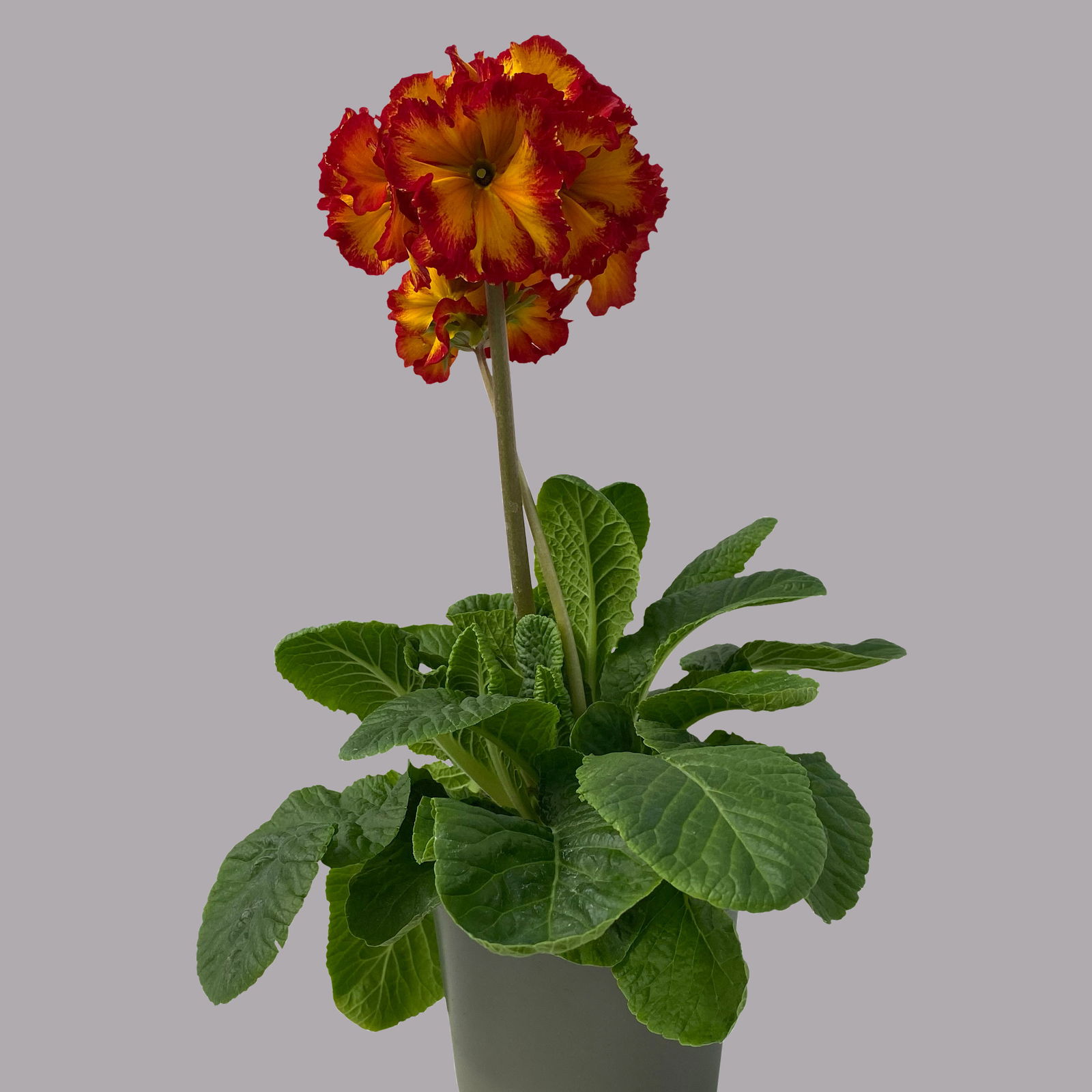 Hohe Schlüsselblume 'Inara® Fire' rot-gelb, Topf-Ø 13 cm, 6er-Set