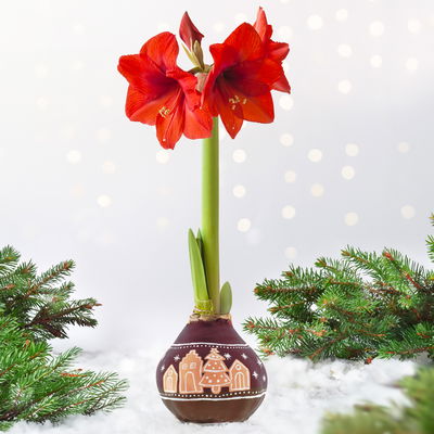 Amaryllis in Wachs, Dekor 'Lebkuchen', handbemalt, Blüte rot Amaryllis in Wachs, Dekor 'Lebkuchen', handbemalt, Blüte rot