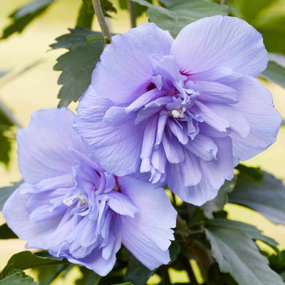 Duo-Gartenhibiskus 'Blue Chiffon®' und 'Pink Chiffon®', blau + pink, 5 lt. Topf Duo-Gartenhibiskus 'Blue Chiffon®' und 'Pink Chiffon®', blau + pink, 5 lt. Topf