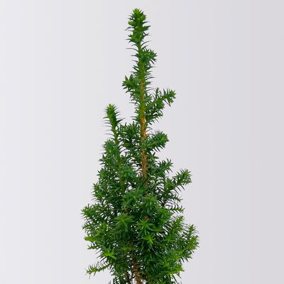 Kegelzypresse 'Top Point', Mini, Topf-Ø 6 cm, 6 Pflanzen