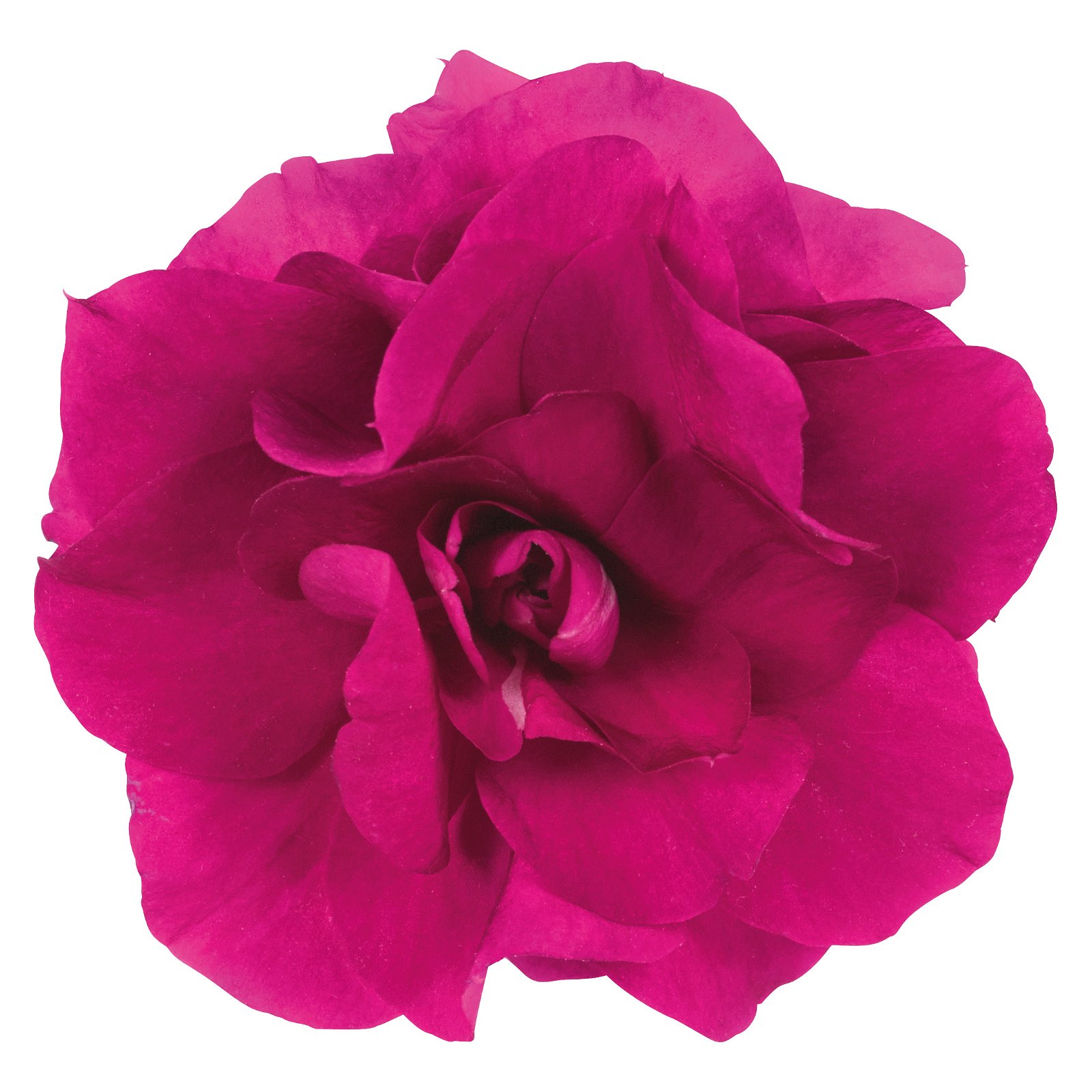 Fleißiges Lieschen 'Burgundy' dunkelrot/pink, gefüllt, Topf -Ø 12 cm, 6er-Set