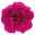 Fleißiges Lieschen 'Burgundy' dunkelrot/pink, gefüllt, Topf -Ø 12 cm, 6er-Set