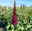Zwerg-Schmetterlingsstrauch, Buddleja davidii BUZZ™ 'Wine'(s), Topf 5 Liter