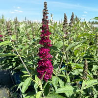 Zwerg-Schmetterlingsstrauch, Buddleja davidii BUZZ™ 'Wine'(s), Topf 5 Liter