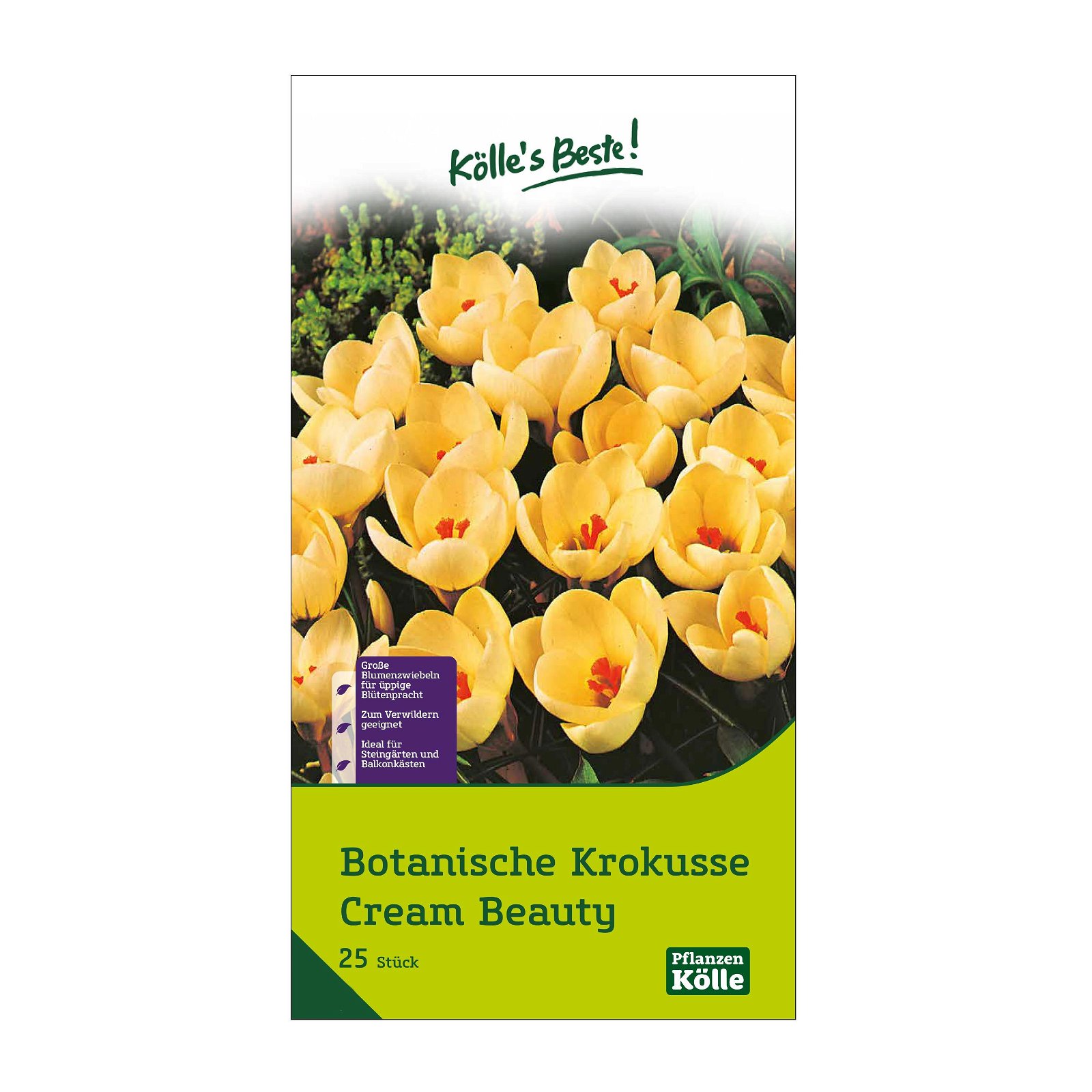botanische Krokusse 'Cream Beauty', zartgelb, 25 Blumenzwiebeln