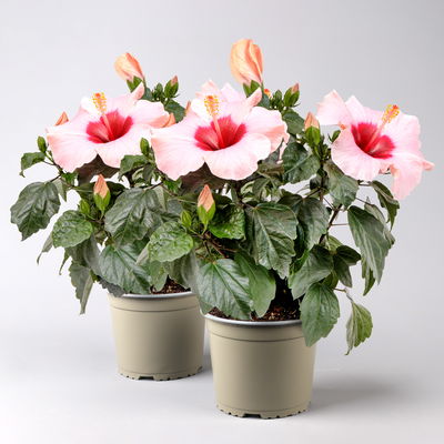Hibiskus HibisQs® 'Adonicus Rosa' rosa, Topf-Ø 13 cm, 2 Pflanzen Hibiskus HibisQs® 'Adonicus Rosa' rosa, Topf-Ø 13 cm, 2 Pflanzen