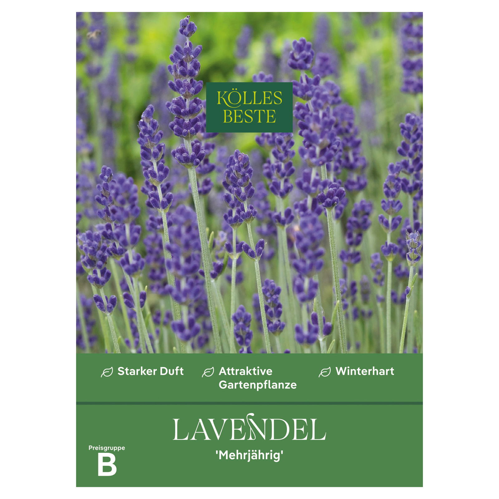 Kölles Beste Blumensamen, Lavendel 'Mehrjährig'