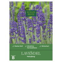 Kölles Beste Blumensamen, Lavendel 'Mehrjährig'