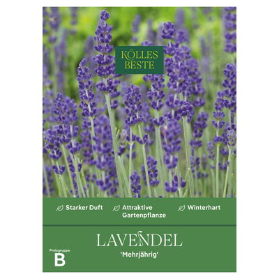 Kölles Beste Blumensamen, Lavendel 'Mehrjährig'