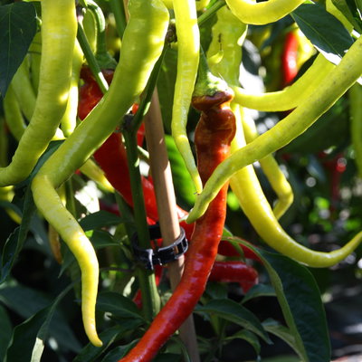 Blu Bio Chili 'Milder Spiral', Topf-Ø 12 cm, 3er Set